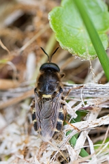 David Plant Photography - Wildlife Photography - Stratiomys potamida - B