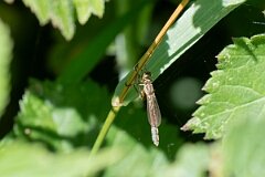 David Plant Photography - Wildlife Photography - Striped slender robberfly, Leptogaster cylindrica - A