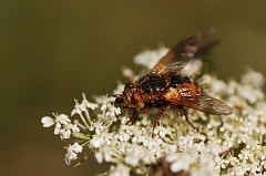 David Plant Photography - Wildlife Photography - Tachina fera - A