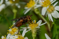 David Plant Photography - Wildlife Photography - Tachina fera - B