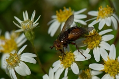 David Plant Photography - Wildlife Photography - Tachina fera - C