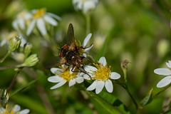 David Plant Photography - Wildlife Photography - Tachina fera - D