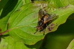 David Plant Photography - Wildlife Photography - Tachina fera - E