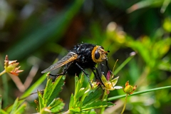 David Plant Photography - Wildlife Photography - Tachina grossa - A