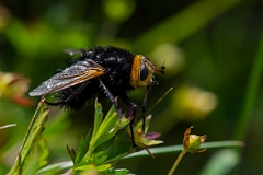 David Plant Photography - Wildlife Photography - Tachina grossa - B