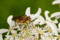 David Plant Photography - Wildlife Photography - Yellow dung fly - A