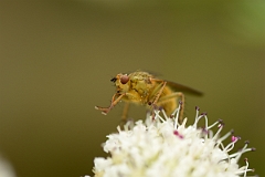 David Plant Photography - Wildlife Photography - Yellow dung fly - B