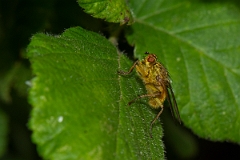 David Plant Photography - Wildlife Photography - Yellow dung fly, Scathophaga stercoraria - C