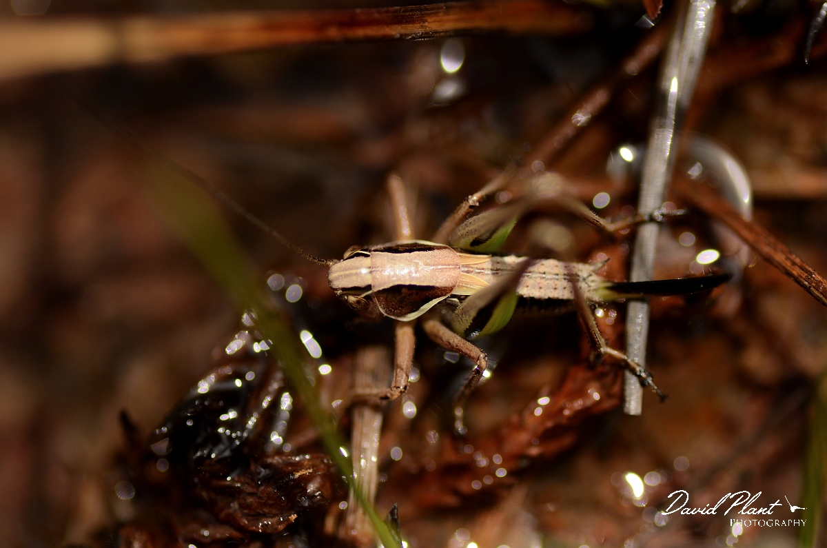 David Plant Photography - Wildlife Photography - Bog bush-cricket, Metrioptera brachyptera - A.jpg - Bog bush-cricket, Metrioptera brachyptera - Dorset