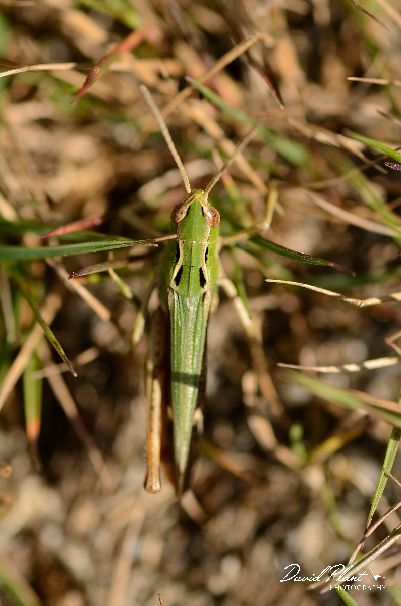 David Plant Photography - Wildlife Photography - Common green grasshopper, Omocestus viridulus - A.jpg - Common green grasshopper, Omocestus viridulus - Dorset