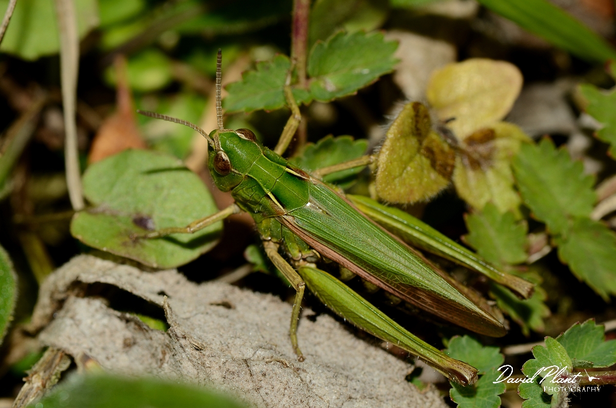 David Plant Photography - Wildlife Photography - Common green grasshopper, Omocestus viridulus - B.jpg - Common green grasshopper, Omocestus viridulus - Bedfordshire