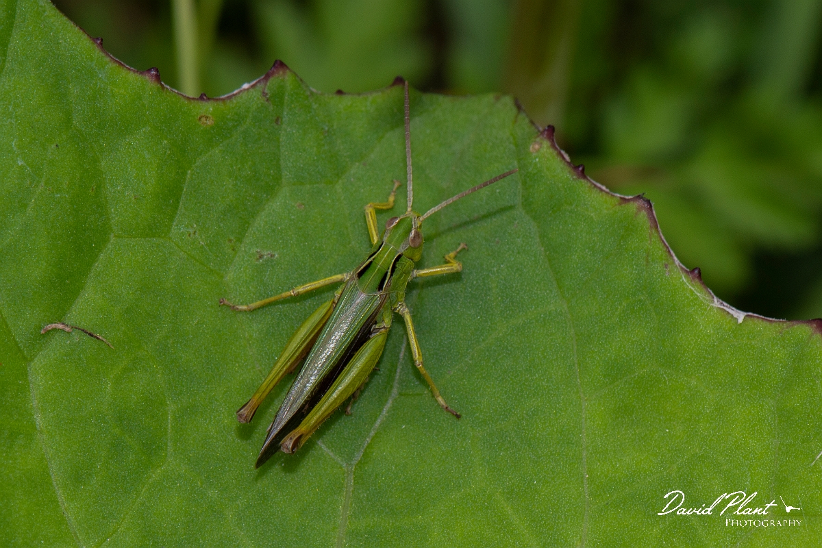David Plant Photography - Wildlife Photography - Common green grasshopper, Omocestus viridulus - C.jpg - Common green grasshopper, Omocestus viridulus - Leicestershire