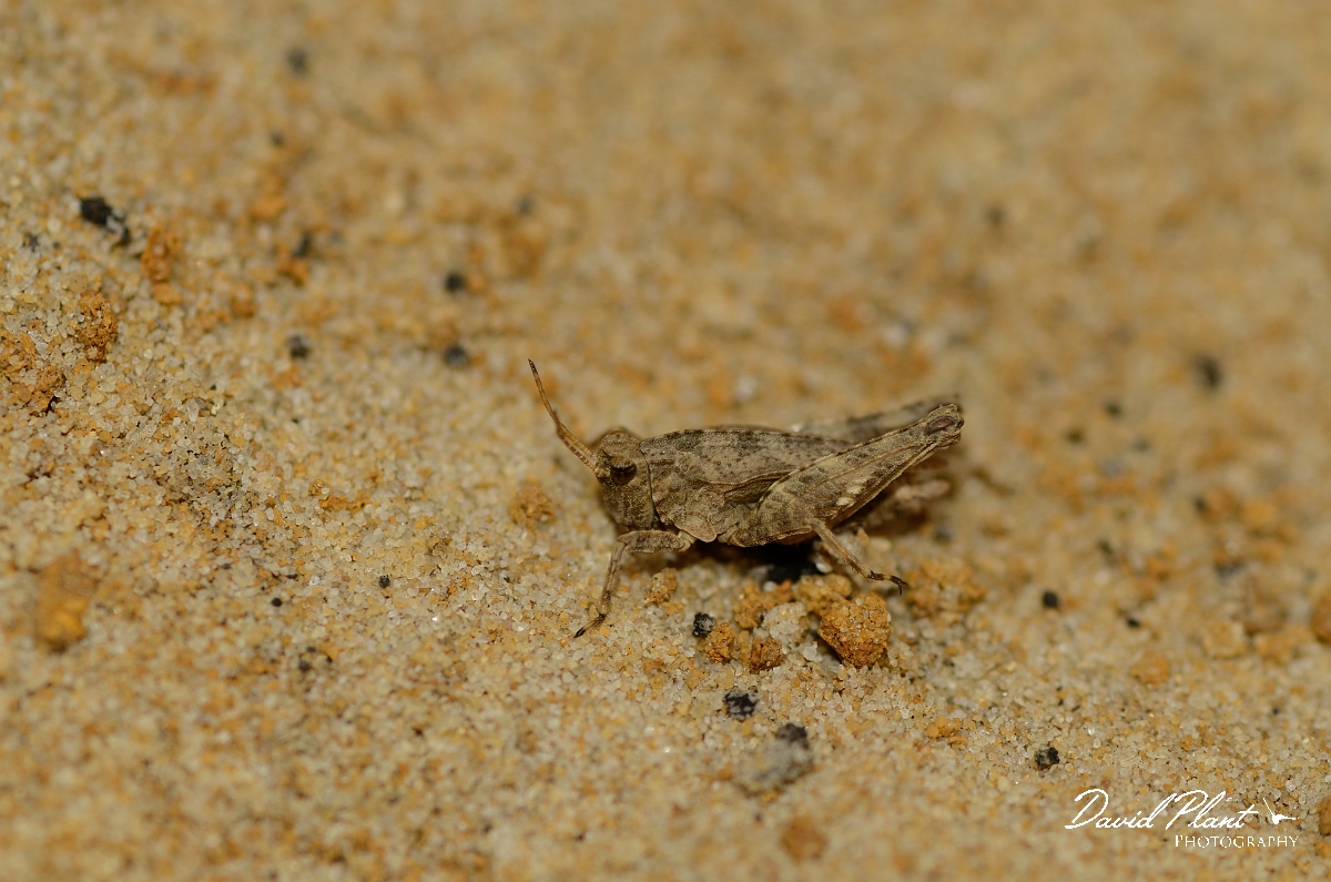 David Plant Photography - Wildlife Photography - Common groundhopper, Tetrix undulata - B.jpg - Common groundhopper, Tetrix undulata - Cambridegshire