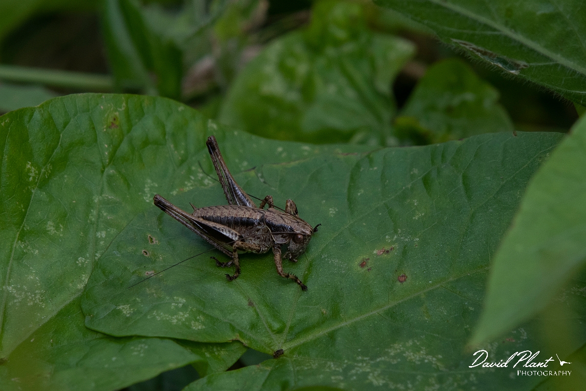 David Plant Photography - Wildlife Photography - Dark bush-cricket, Pholidoptera griseoaptera - A.JPG - Dark bush-cricket, Pholidoptera griseoaptera, male - Cambridgeshire
