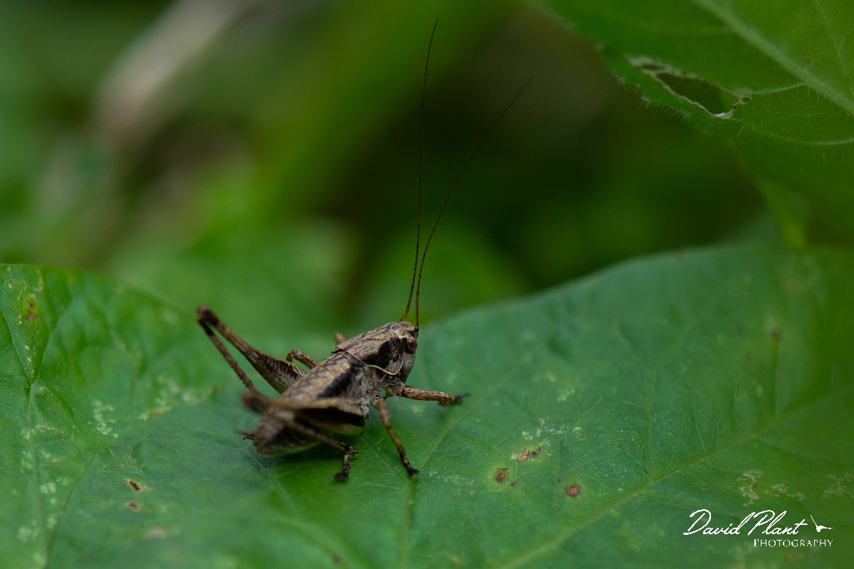 David Plant Photography - Wildlife Photography - Dark bush-cricket, Pholidoptera griseoaptera - B.JPG - Dark bush-cricket, Pholidoptera griseoaptera, male - Cambridgeshire