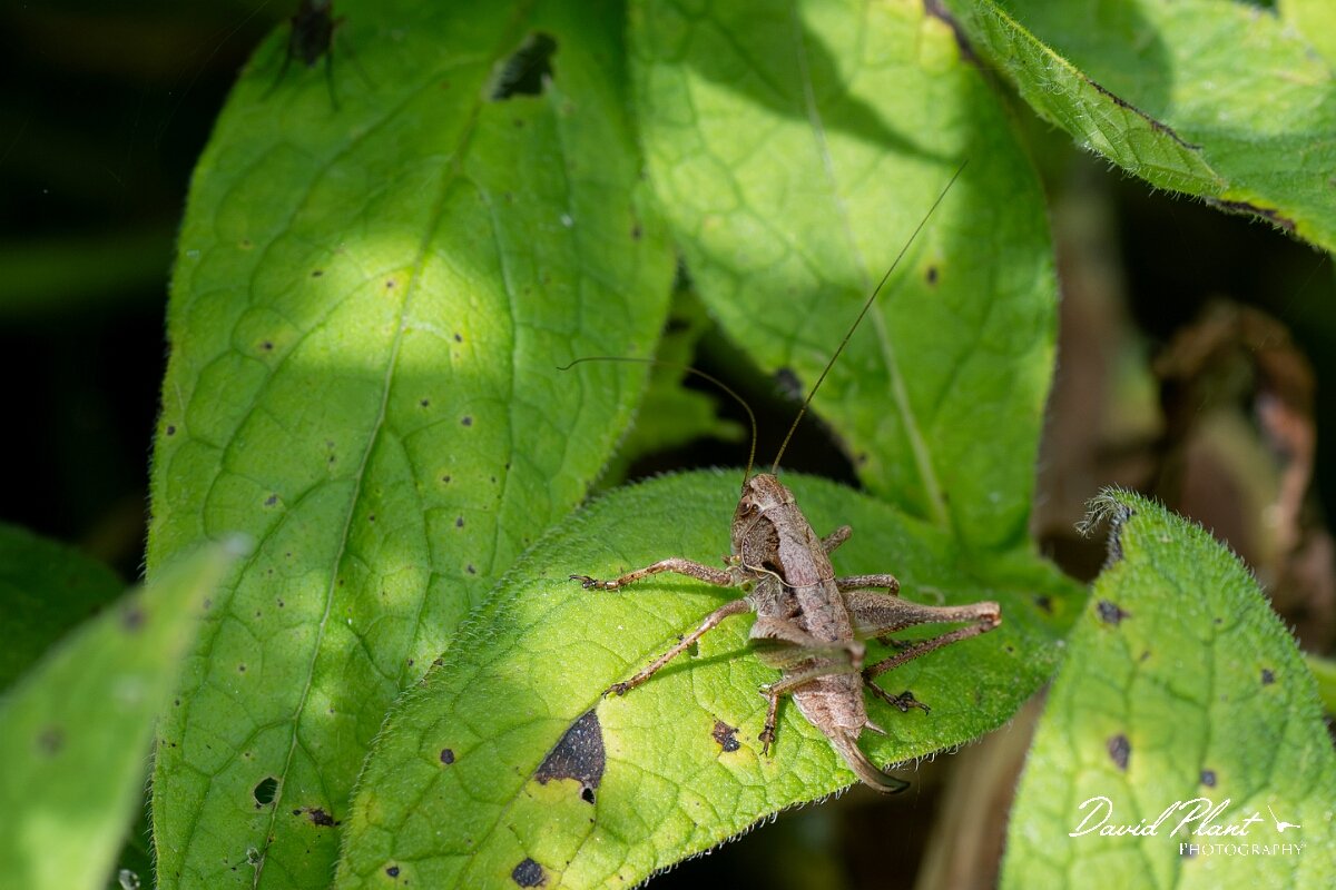 David Plant Photography - Wildlife Photography - Dark bush-cricket, Pholidoptera griseoaptera - D.jpg - Dark Bush-cricket, Pholidoptera griseoaptera - North Somerset