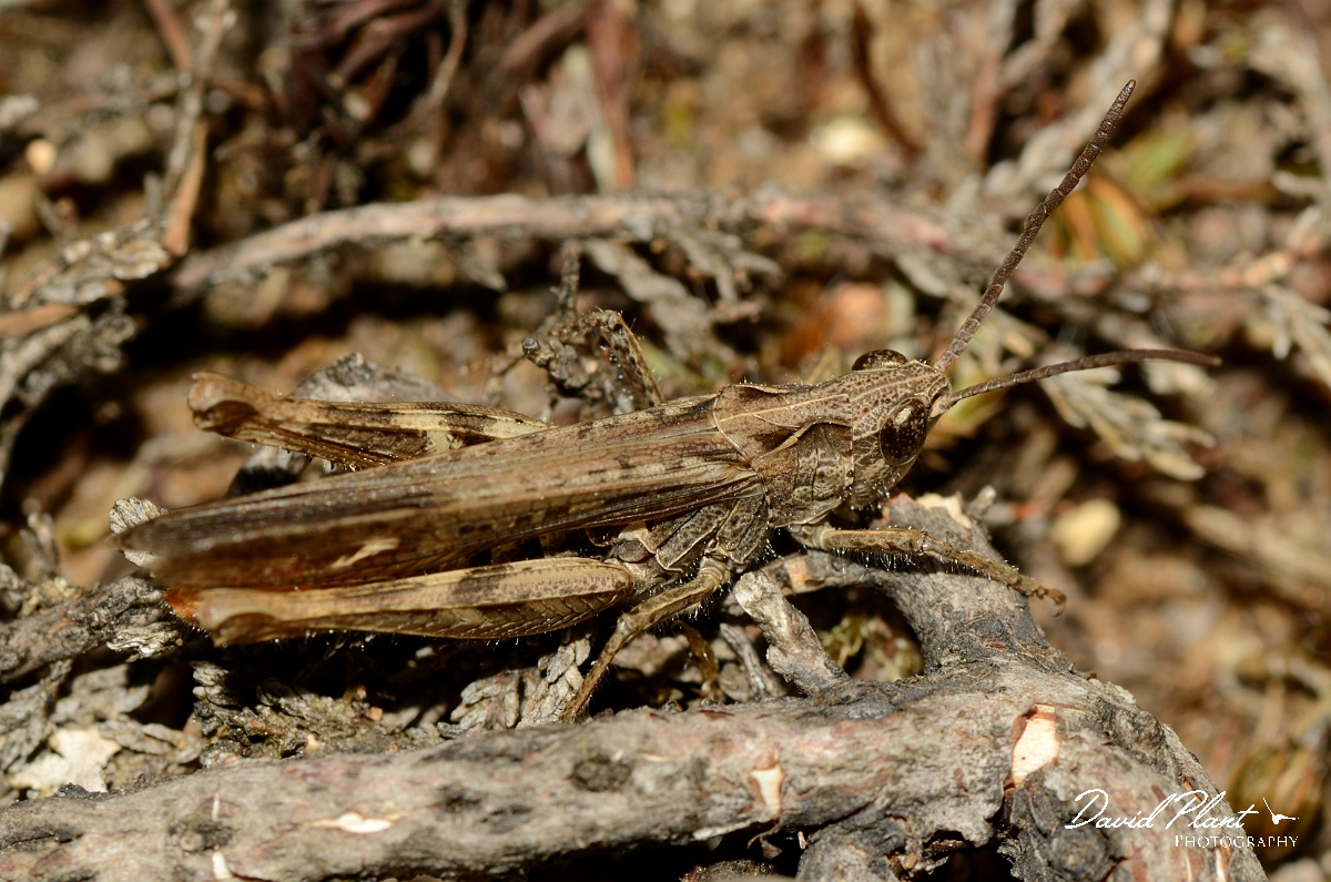 David Plant Photography - Wildlife Photography - Field grasshopper, Chorthippus brunneus - A.jpg - Field grasshopper, Chorthippus brunneus - Suffolk