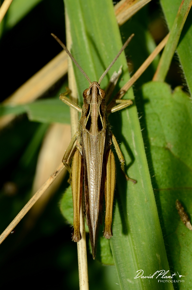 David Plant Photography - Wildlife Photography - Field grasshopper, Chorthippus brunneus - B.jpg - Field grasshopper, Chorthippus brunneus - Suffolk