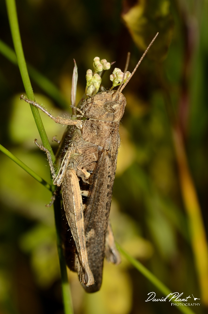 David Plant Photography - Wildlife Photography - Field grasshopper, Chorthippus brunneus - C.jpg - Field grasshopper, Chorthippus brunneus - Bedfordshire
