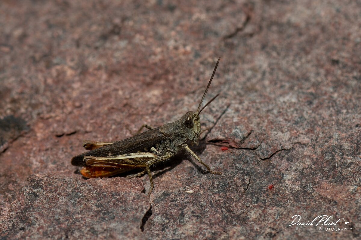 David Plant Photography - Wildlife Photography - Field grasshopper, Chorthippus brunneus - D.jpg - Field Grasshopper, Chorthippus brunneus - Bristol