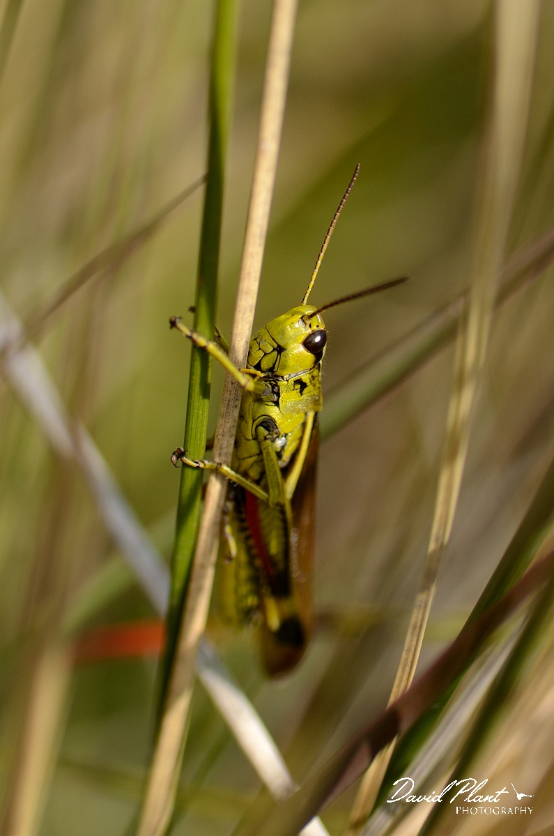David Plant Photography - Wildlife Photography - Large marsh grasshopper, Stethophyma grossum - A.jpg - Large marsh grasshopper, Stethophyma grossum - Dorset