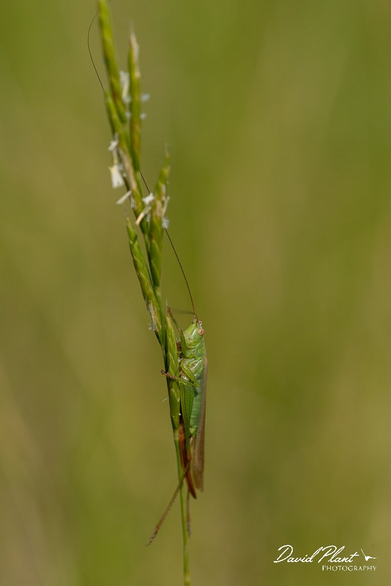 David Plant Photography - Wildlife Photography - Long-winged conehead, Conocephalus fuscus - A.jpg - Long Winged Conehead, Conocephalus fuscus - Wiltshire