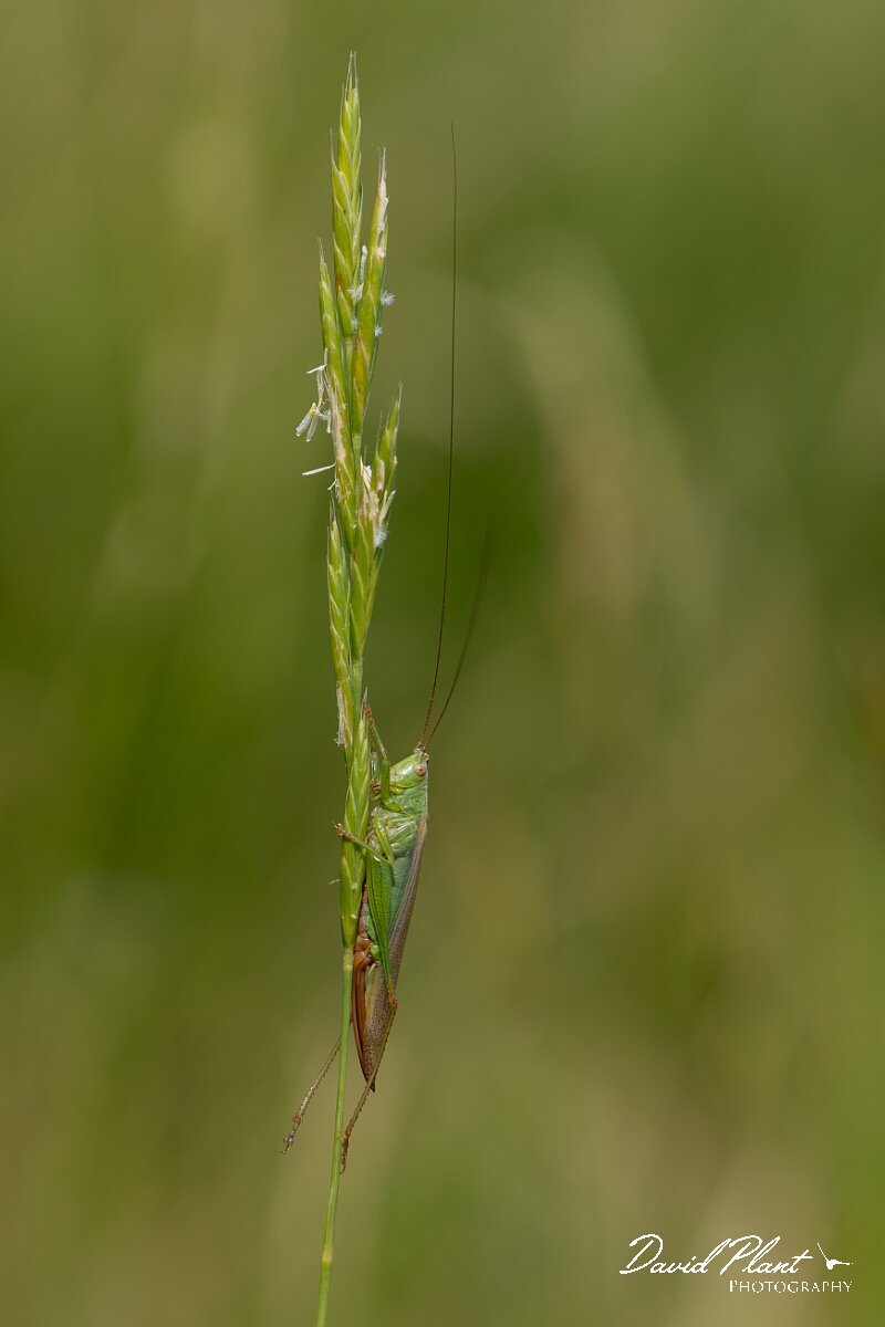 David Plant Photography - Wildlife Photography - Long-winged conehead, Conocephalus fuscus - B.jpg - Long Winged Conehead, Conocephalus fuscus - Wiltshire