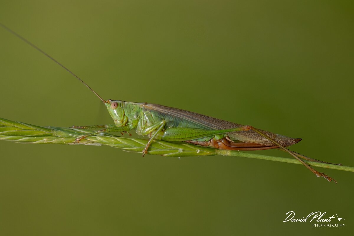 David Plant Photography - Wildlife Photography - Long-winged conehead, Conocephalus fuscus - C.jpg - Long Winged Conehead, Conocephalus fuscus - Wiltshire