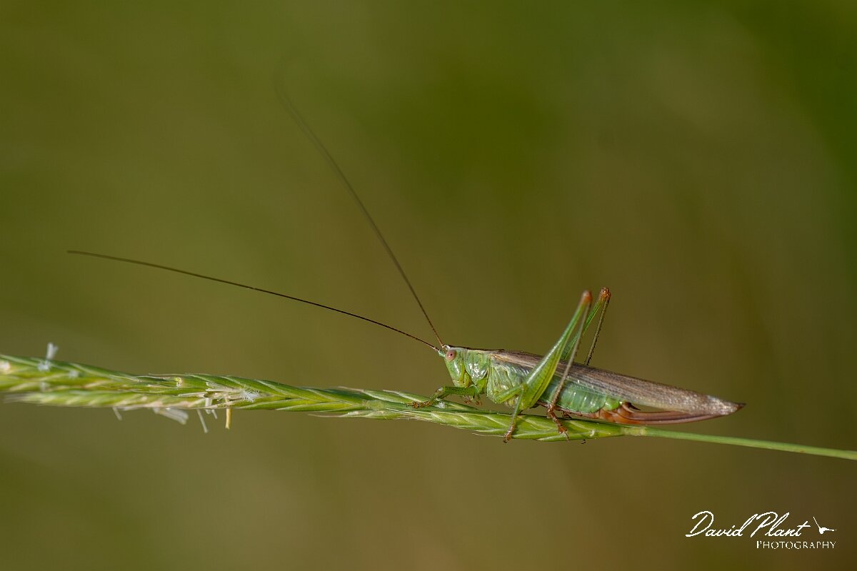 David Plant Photography - Wildlife Photography - Long-winged conehead, Conocephalus fuscus - D.jpg - Long Winged Conehead, Conocephalus fuscus - Wiltshire