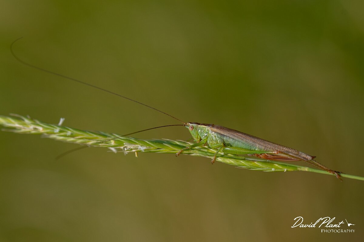 David Plant Photography - Wildlife Photography - Long-winged conehead, Conocephalus fuscus - F.jpg - Long Winged Conehead, Conocephalus fuscus - Wiltshire