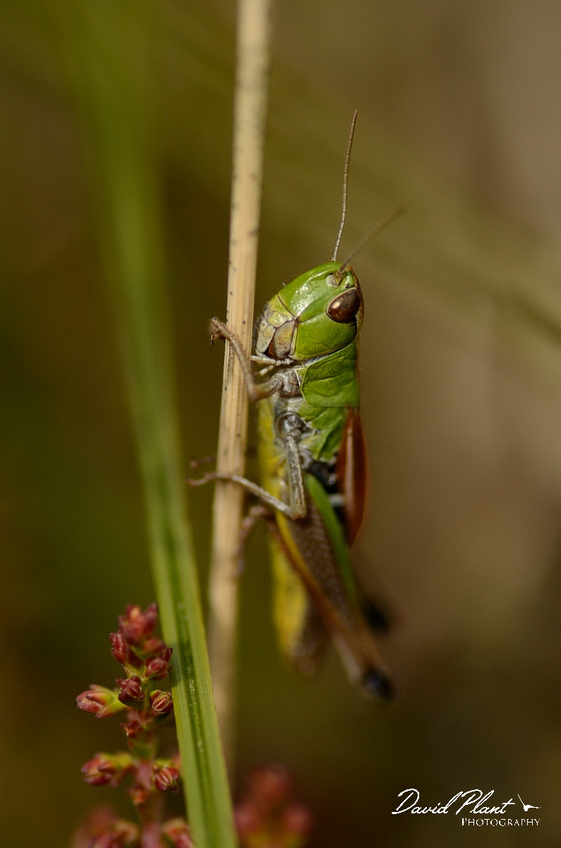 David Plant Photography - Wildlife Photography - Meadow grasshopper, Chorthippus parallelus - A.jpg - Meadow grasshopper, Chorthippus parallelus - Dorset