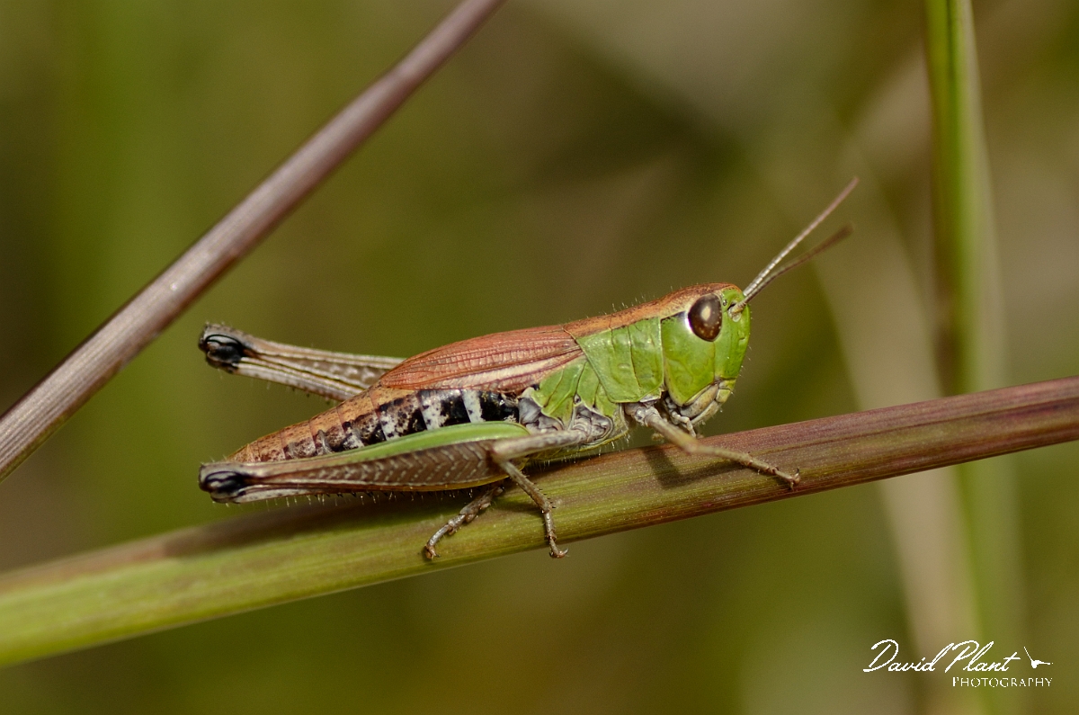 David Plant Photography - Wildlife Photography - Meadow grasshopper, Chorthippus parallelus - B.jpg - Meadow grasshopper, Chorthippus parallelus - Dorset