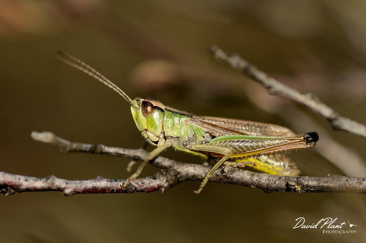 David Plant Photography - Wildlife Photography - Meadow grasshopper, Chorthippus parallelus - C.jpg - Meadow grasshopper, Chorthippus parallelus - Dorset