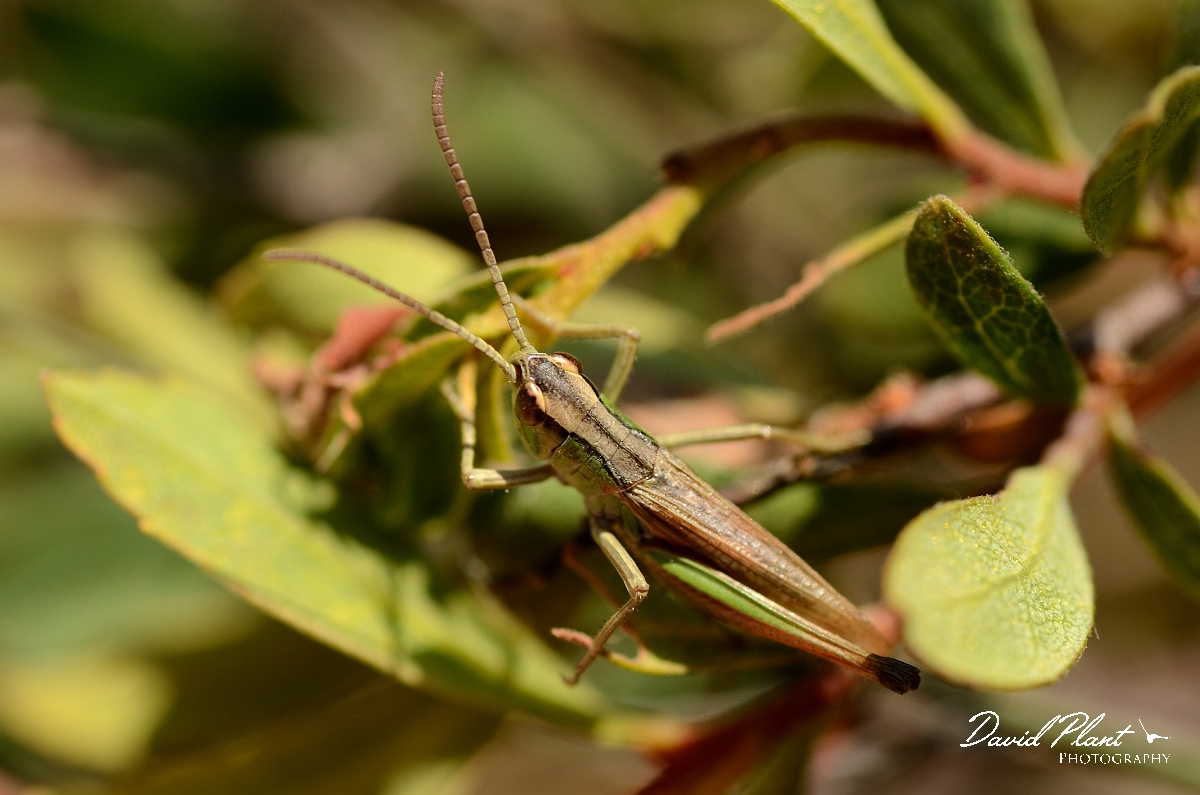 David Plant Photography - Wildlife Photography - Meadow grasshopper, Chorthippus parallelus - D.jpg - Meadow grasshopper, Chorthippus parallelus - Dorset