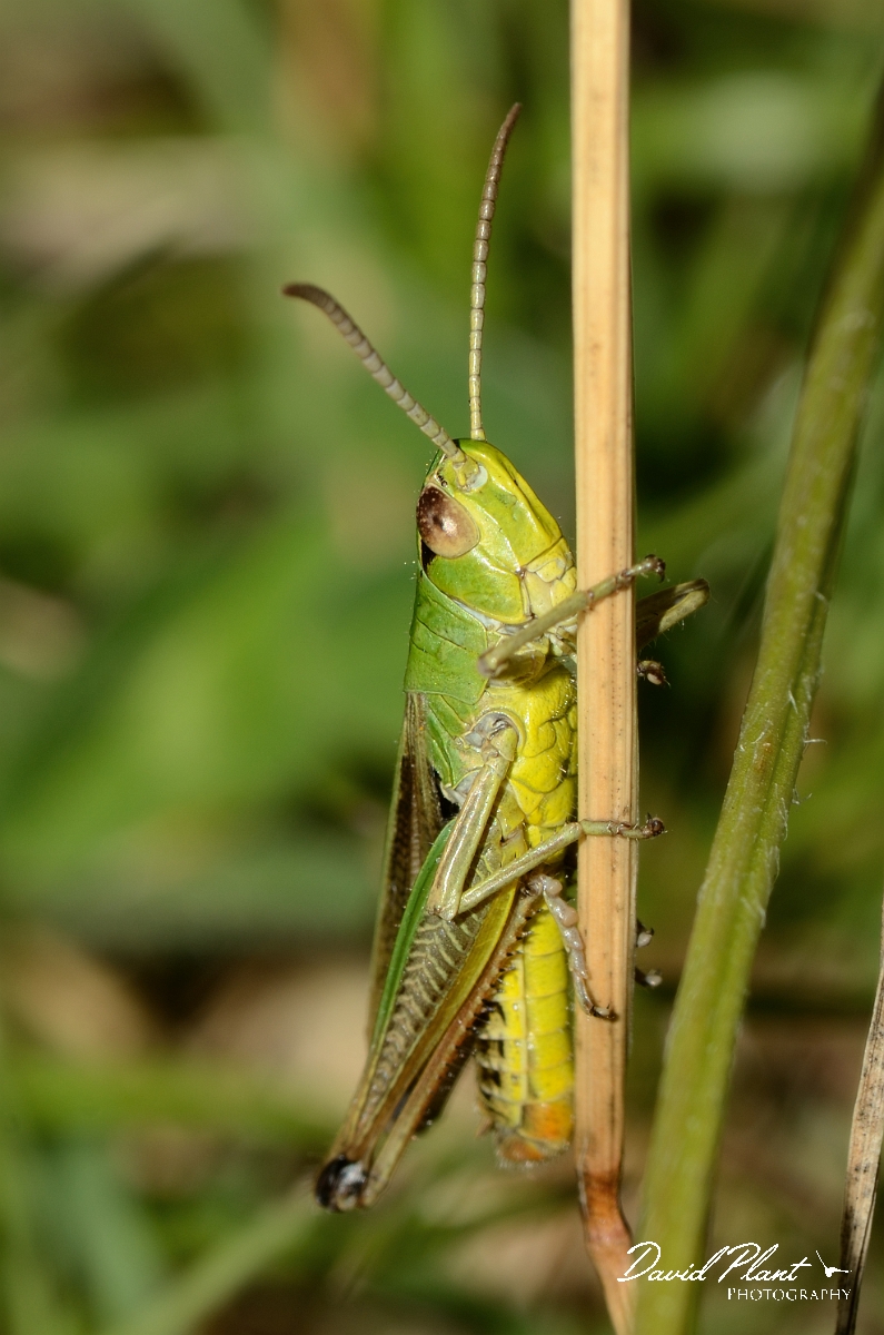 David Plant Photography - Wildlife Photography - Meadow grasshopper, Chorthippus parallelus - E.jpg - Meadow grasshopper, Chorthippus parallelus - Bedfordshire