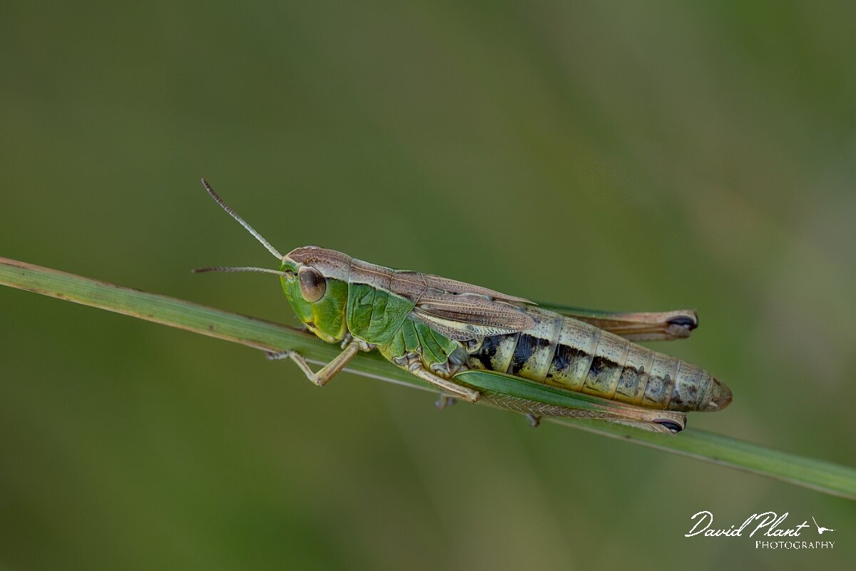 David Plant Photography - Wildlife Photography - Meadow grasshopper, Chorthippus parallelus - F.jpg - Meadow Grasshopper,  Pseudochorthippus parallelus - Wiltshire