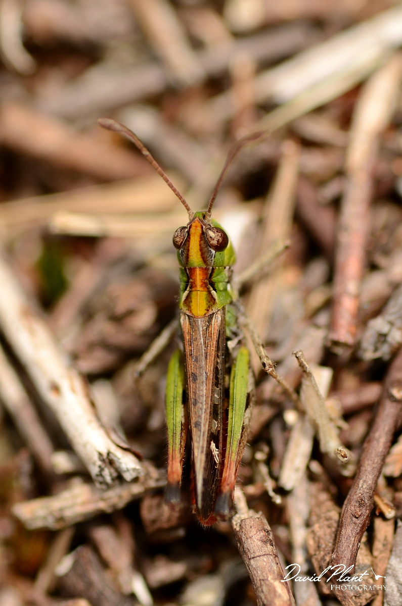 David Plant Photography - Wildlife Photography - Mottled grasshopper, Myrmeleotettix maculatus - A.jpg - Mottled grasshopper, Myrmeleotettix maculatus - Dorset