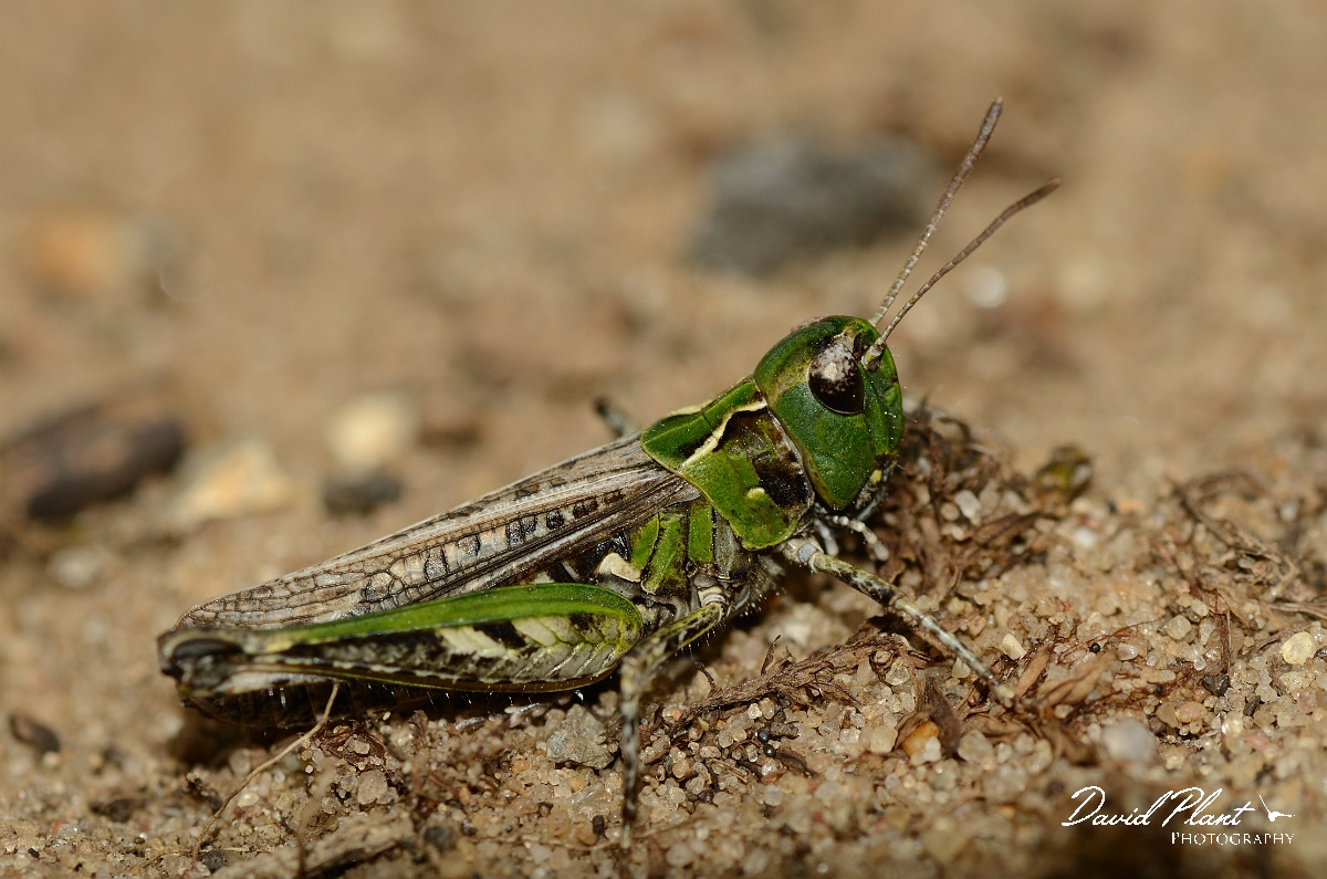 David Plant Photography - Wildlife Photography - Mottled grasshopper, Myrmeleotettix maculatus - E.jpg - Mottled grasshopper, Myrmeleotettix maculatus - Suffolk