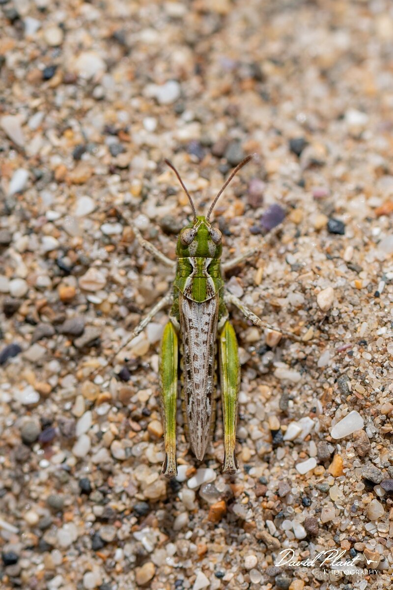 David Plant Photography - Wildlife Photography - Mottled grasshopper, Myrmeleotettix maculatus - F.jpg - Mottled grasshopper, Myrmeleotettix maculatus - Devon