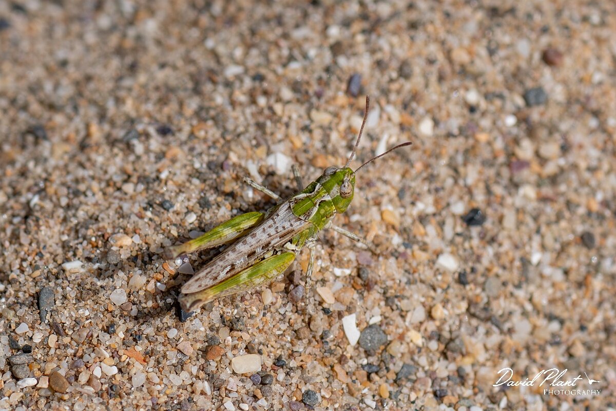 David Plant Photography - Wildlife Photography - Mottled grasshopper, Myrmeleotettix maculatus - G.jpg - Mottled grasshopper, Myrmeleotettix maculatus - Devon