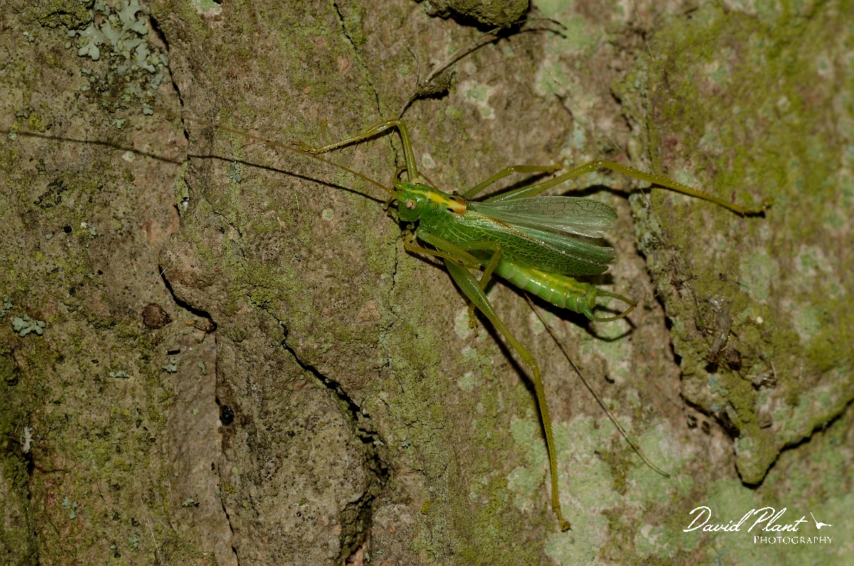 David Plant Photography - Wildlife Photography - Oak bush-cricket, Meconema thalassinum - A.jpg - Oak bush-cricket on sycamore - Warwickshire