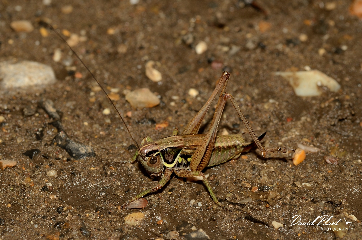 David Plant Photography - Wildlife Photography - Roesel's bush-cricket - B.jpg - Roesel's bush-cricket, Metrioptera roeselii - Suffolk