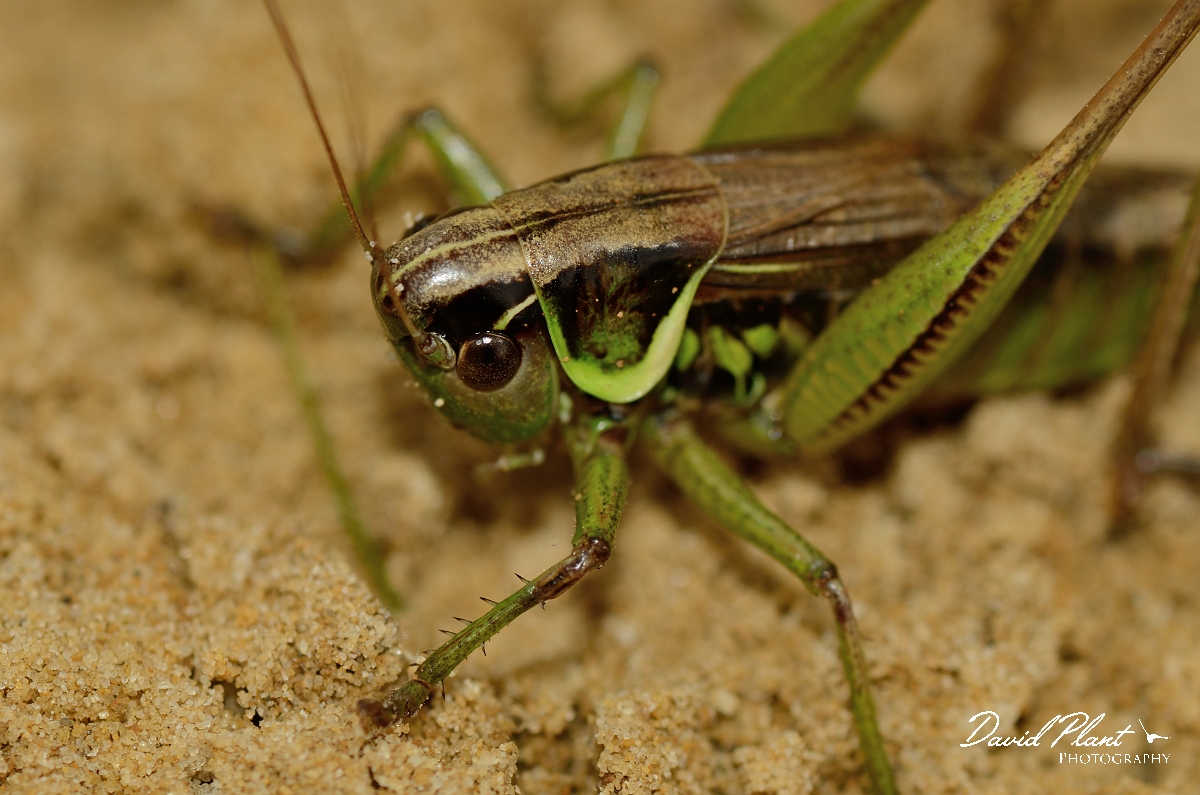 David Plant Photography - Wildlife Photography - Roesel's bush-cricket, Metrioptera roeselii - D.jpg - Roesel's bush-cricket, Metrioptera roeselii, female head - Cambridgeshire
