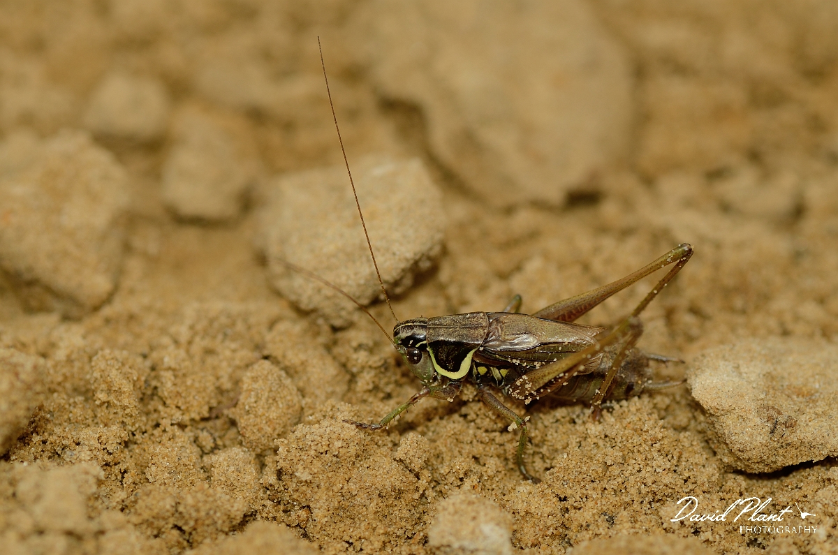 David Plant Photography - Wildlife Photography - Roesel's bush-cricket, Metrioptera roeselii - E.jpg - Roesel's bush-cricket, Metrioptera roeselii, male - Cambridgeshire