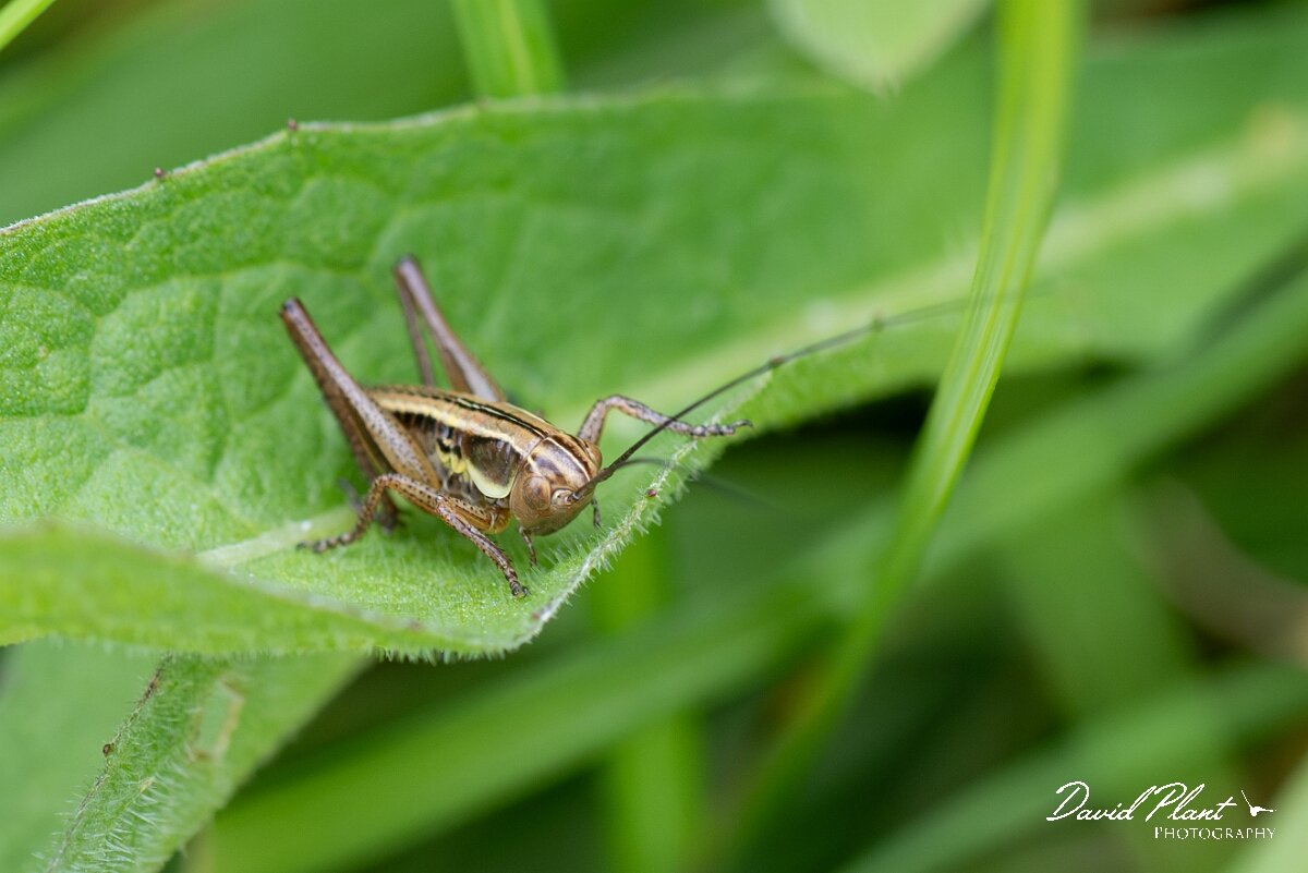 David Plant Photography - Wildlife Photography - Roesel's bush-cricket, Metrioptera roeselii - F.jpg - Roesel's Bush-cricket,  Roeseliana roeselii - Gloucestershire