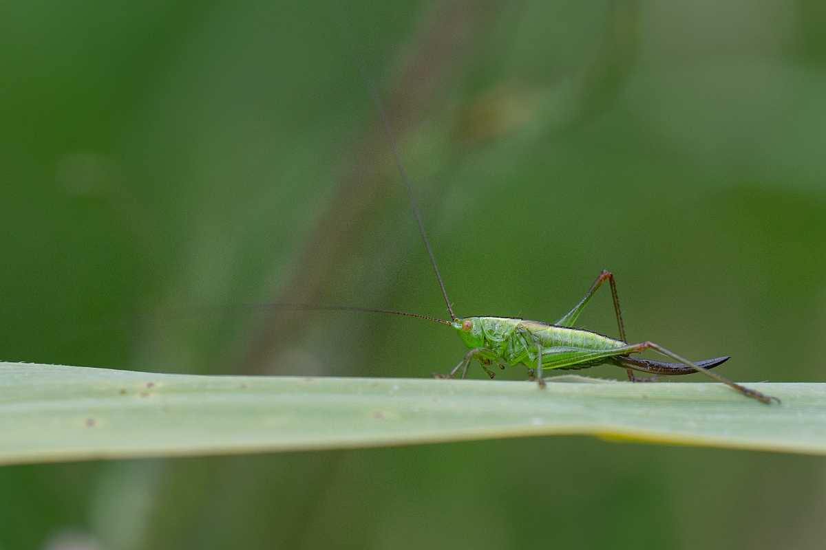 David Plant Photography - Wildlife Photography - Short-winged conehead, Conocephalus dorsalis - D.jpg - Short-winged conehead, Conocephalus dorsalis - Cambridgeshire
