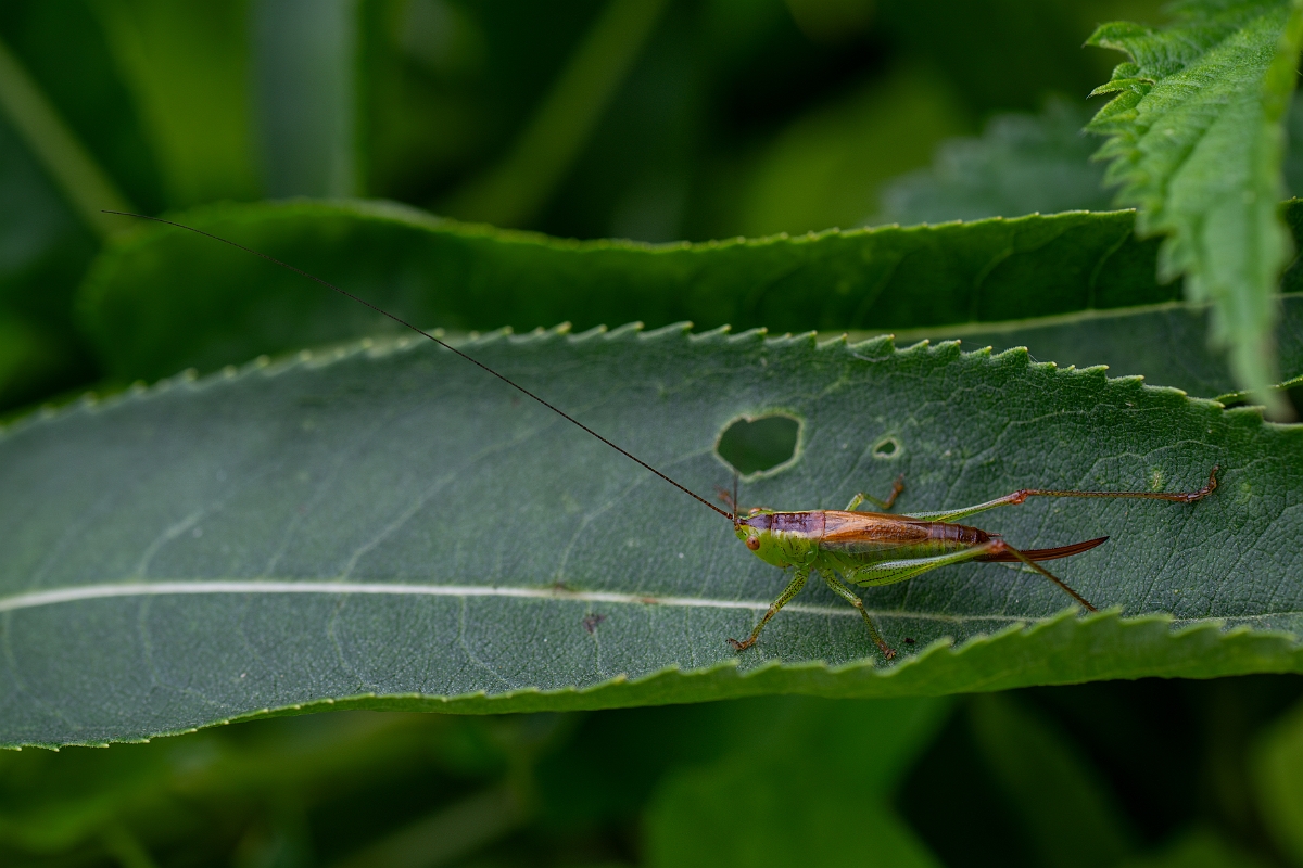 David Plant Photography - Wildlife Photography - Short-winged conehead, Conocephalus dorsalis - E.jpg - Short-winged conehead, Conocephalus dorsalis - Cambridgeshire