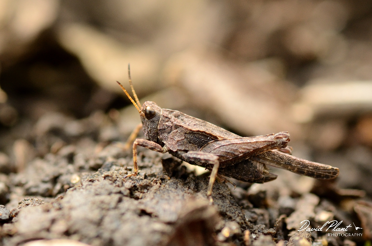 David Plant Photography - Wildlife Photography - Slender groundhopper, Tetrix subulata - A.jpg - Slender groundhopper, Tetrix subulata - Cambridgeshire