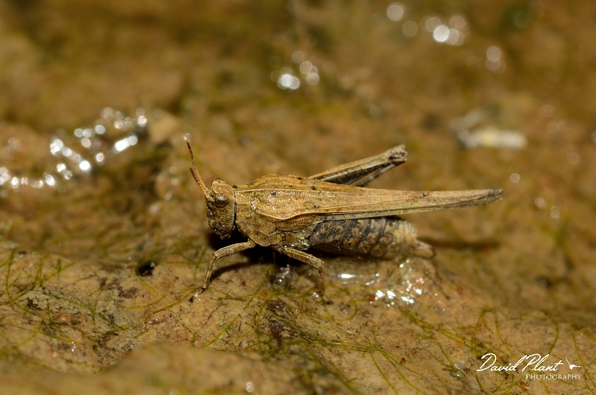 David Plant Photography - Wildlife Photography - Slender groundhopper, Tetrix subulata - B.jpg - Slender groundhopper, Tetrix subulata - Cambridgeshire
