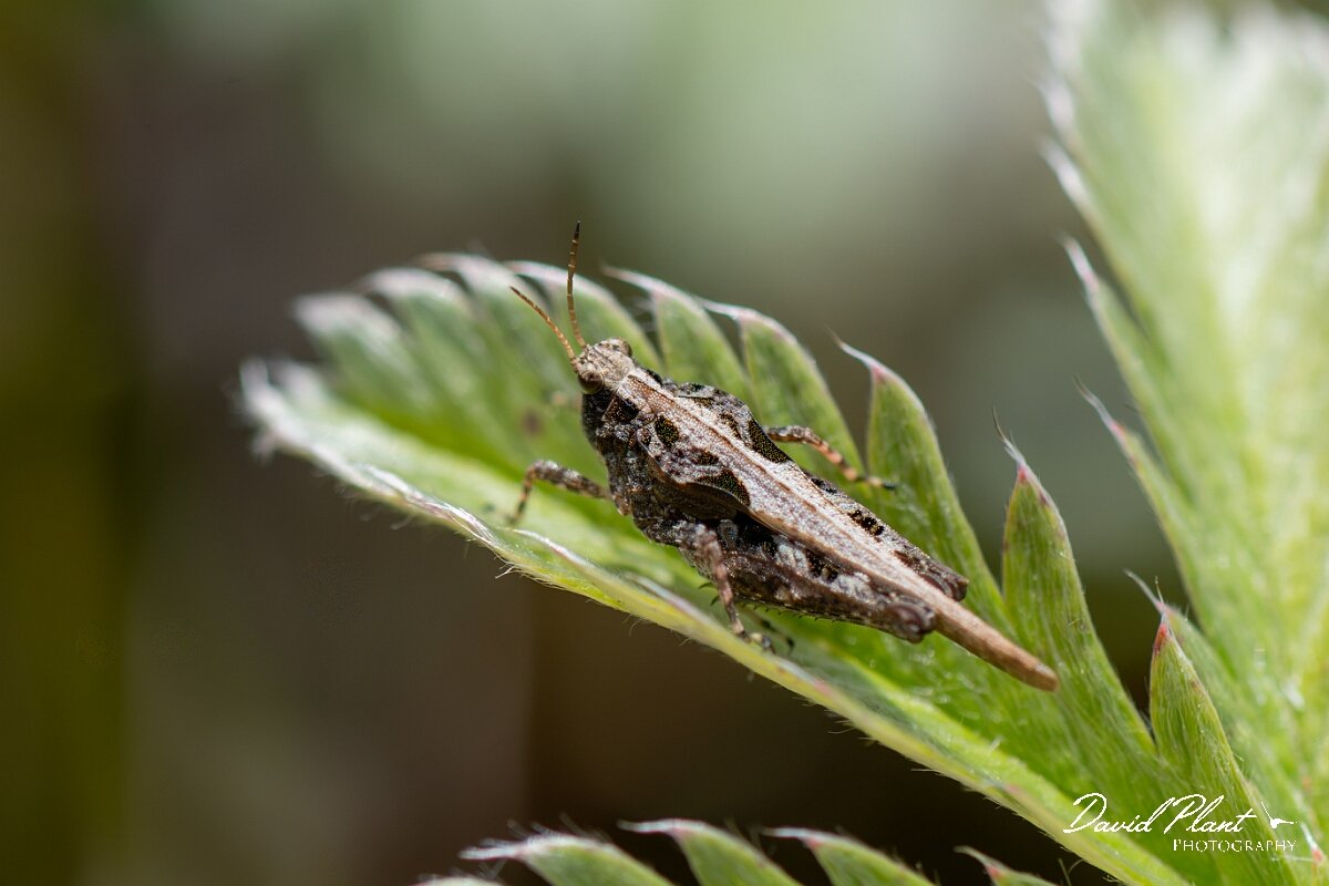 David Plant Photography - Wildlife Photography - Slender groundhopper, Tetrix subulata - C.jpg - Slender groundhopper, Tetrix subulata - Devon
